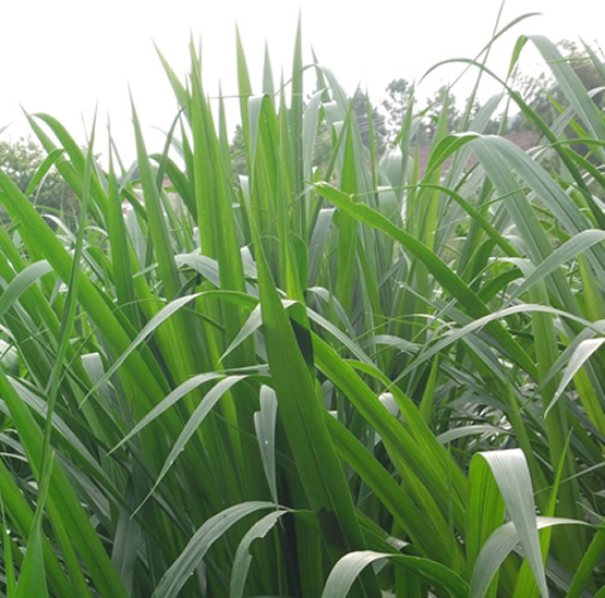 新型皇竹草养草鱼技巧夏季高温养鱼要注意什么