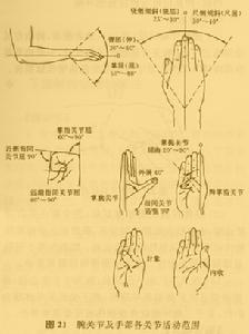 腕关节及手部各关节活动