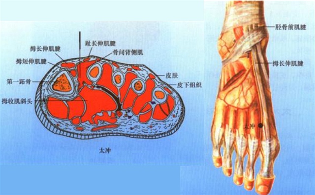 腿脚穴位彩谱六足部穴位图