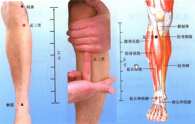 腿脚穴位彩谱四小腿穴位图