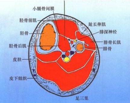 肩背部穴位 上肢部穴位 下肢穴位 下肢及足部穴位脚部反射区