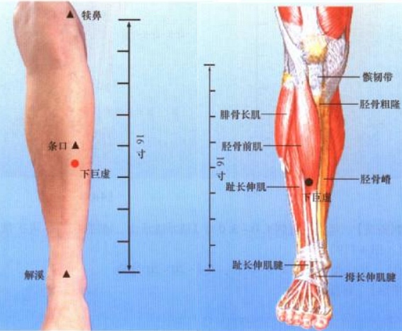 肩背部穴位 上肢部穴位 下肢穴位 下肢及足部穴位脚部反射区