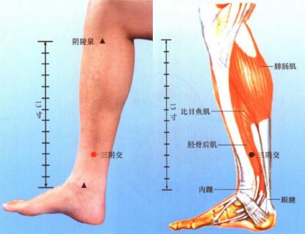 针灸经络目录趾部穴位图 足部穴位图 踝部穴位图 小腿穴位图 膝部穴位