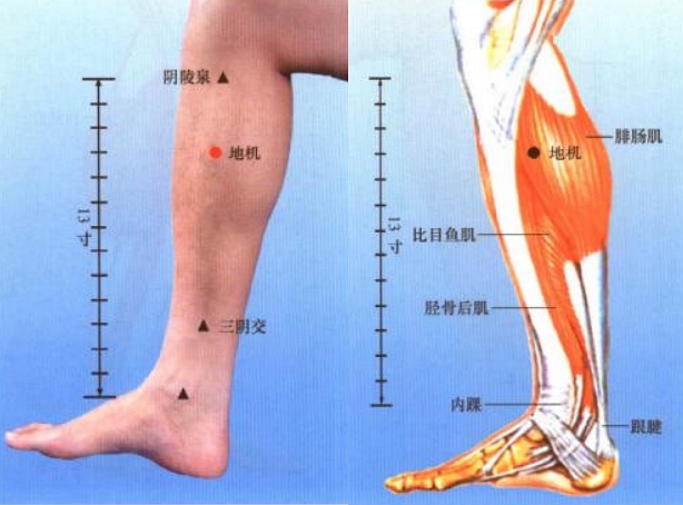 针灸经络目录趾部穴位图 足部穴位图 踝部穴位图 小腿穴位图 膝部穴位
