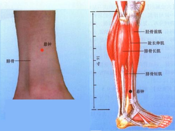 针灸经络目录趾部穴位图 足部穴位图 踝部穴位图 小腿穴位图 膝部