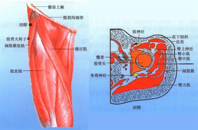 腿脚穴位彩谱二大腿穴位图