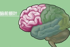 脑前额叶脑前额叶与中枢及其它部位(如顶叶,枕叶,颜叶,丘脑,脑干等)有
