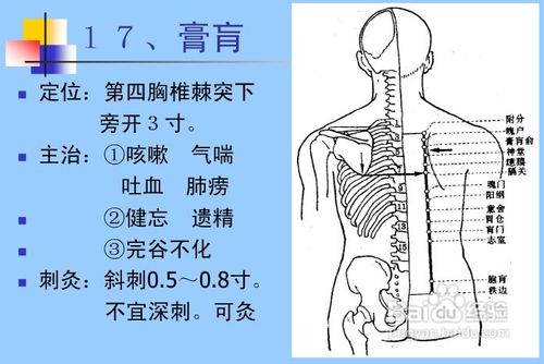 中医经络知识之足太阳膀胱经图解