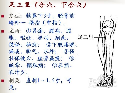 中医经络知识之足阳明胃经图解