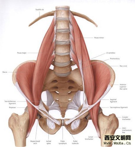 髂腰肌怎么锻炼