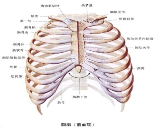 肋骨共有12对,和胸骨,胸椎,锁骨组成胸廓,有保护脏器,辅助呼吸的作用.