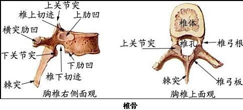 6,胸骨:胸骨柄,胸骨体和剑突.