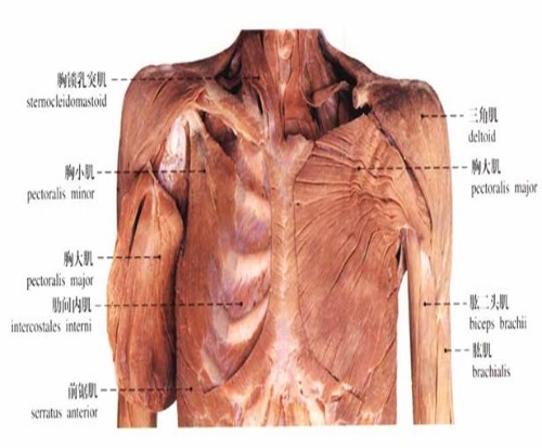 3,膈(gé:封闭胸廓下口,介于胸腔和腹腔之间,为圆顶形扁薄的阔肌.