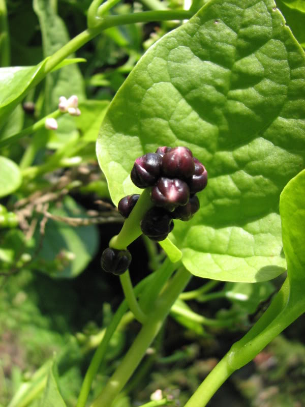 落葵/木耳菜的花和果