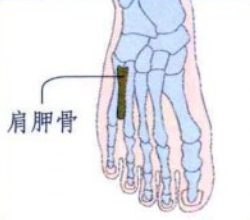 脚底穴位图(足内侧反射区-肩胛骨位置