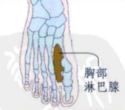 脚底穴位图(足内侧反射区-胸部淋巴腺位置