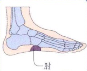 脚底穴位图(足内侧反射区-肘位置