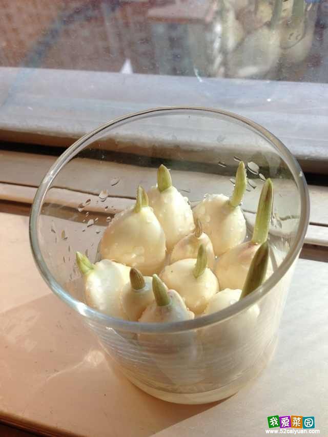 最易操作的水培蒜苗