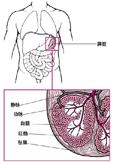 滤血 :脾内滤血的主要部位是脾索和边缘区,此处含大量巨噬细胞