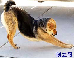 90,吸气时坐骨抬高 91,呼气时脚跟下沉 92,吸气时拉长手臂和躯干.