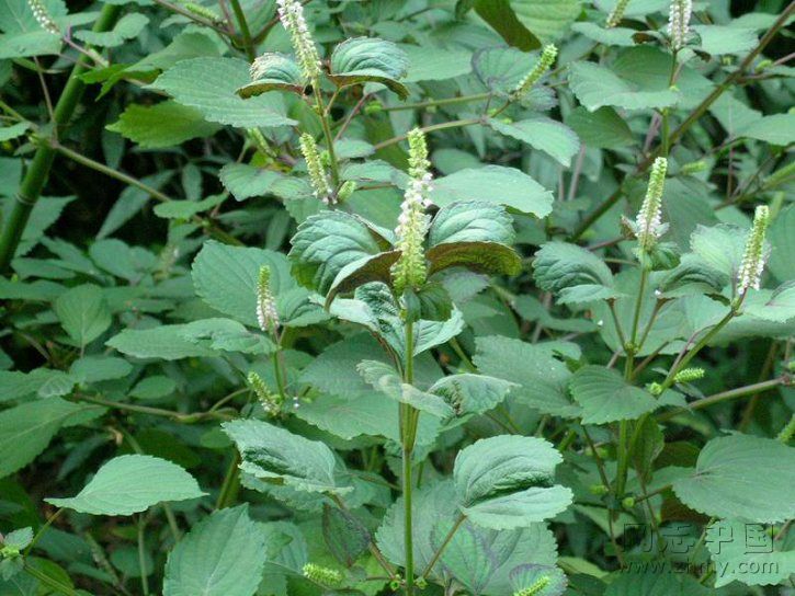 中国常见野菜及食用方法大全