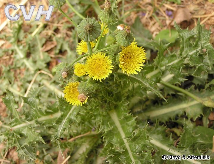 20,苦荬菜(苦菜,苦苣菜)           味道类似于莴笋头(即凤尾),但是