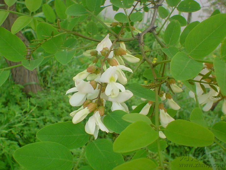 中国常见野菜及食用方法大全