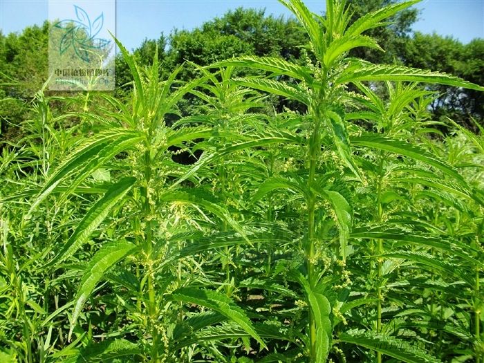 别称 螫麻子,哈拉海(东北 小荨麻 该菜富含蛋白质