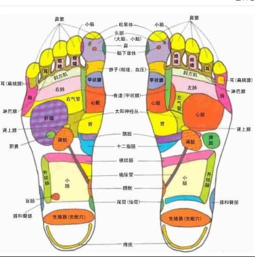 治疗 更年期 障碍的穴位及指压法  从膝盖骨内侧的上角,上面约三指宽