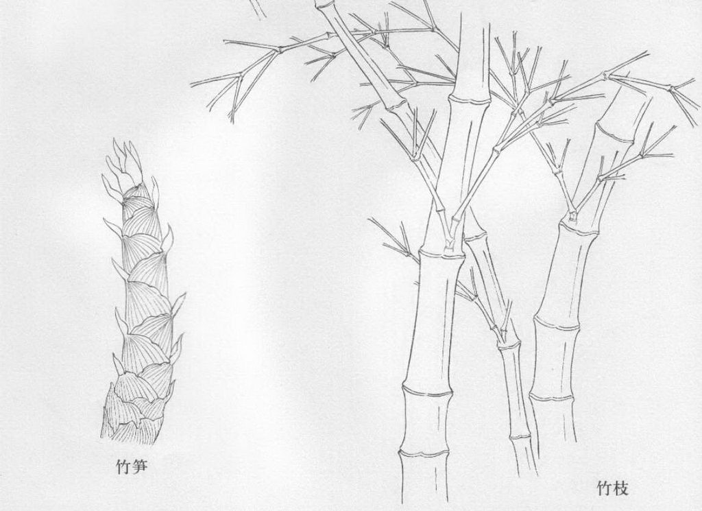 国画技法竹子的工笔和写意画法图文教程