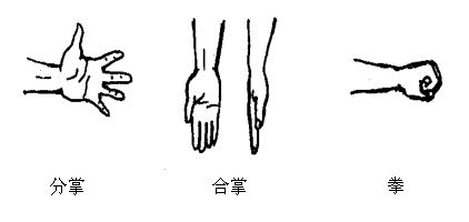 (1)分掌:五指用力分开,手腕保持一定的紧张程度.1.