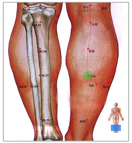 经的穴道,在现代医学称之为腓肠肌的下方,古人叫做膟,也就是小腿肚