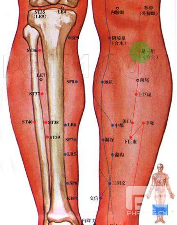 三里穴:相对位置请参照蓝色标记02这十二个穴道中,有八个是在膝至足