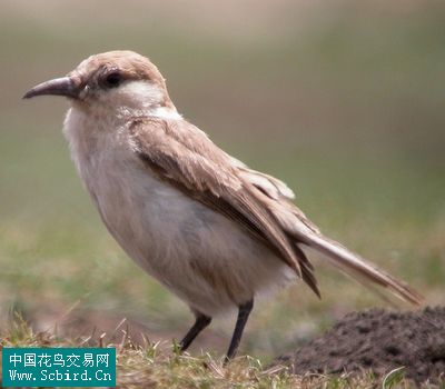 雀形目鸟类图谱大全388张图