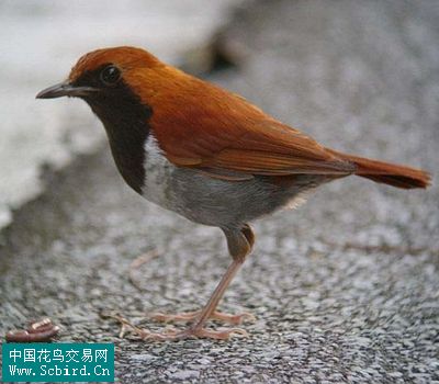 琉球歌鸲163.红耳鹎162.黑背燕尾161.印支绿鹊160.黑翅雀鹎159.