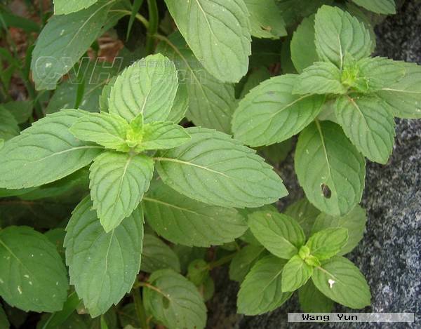 中国常见野菜及食用方法大全