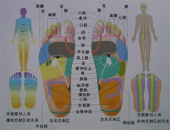 足部反射区图片大全