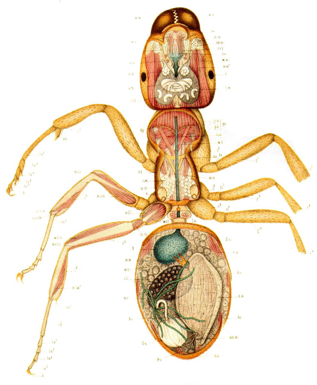(图1)蚂蚁解剖图(图2)昆虫循环系统一般模式图既然昆虫没有肺,那么