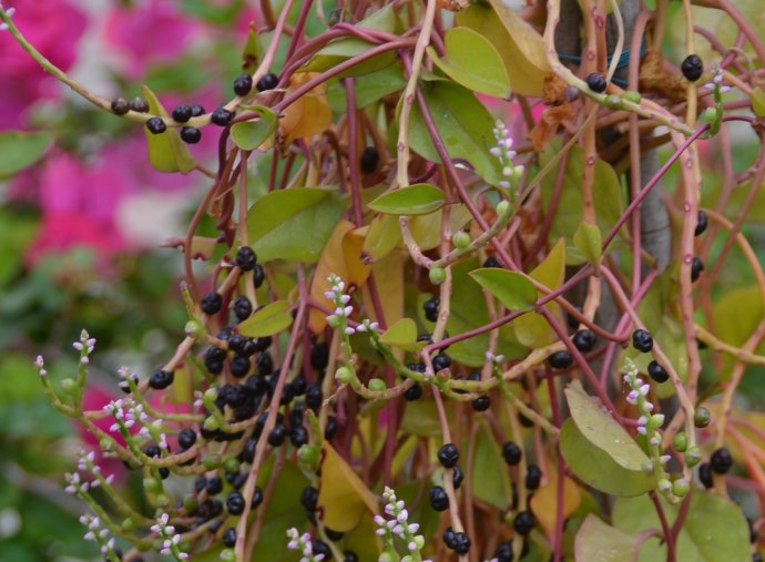 pseudobaselloides bailey    别称:藤田七,血三七,金不换,洋落葵