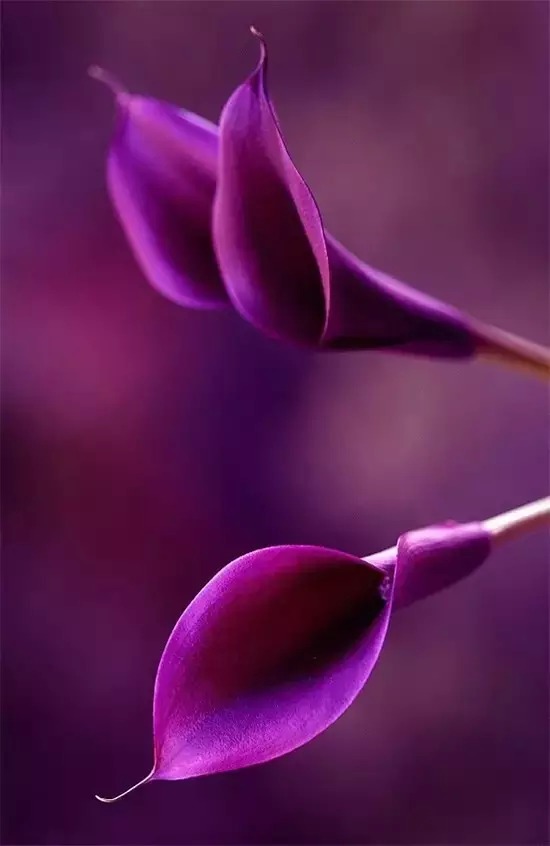 唯美紫色:神秘,高贵,优雅.