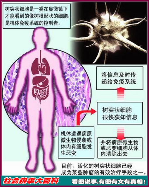 人体免疫系统的惊天真相