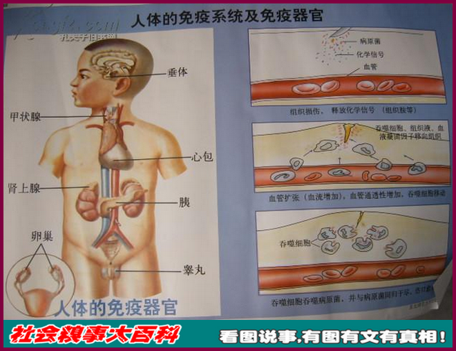 人体免疫系统的惊天真相