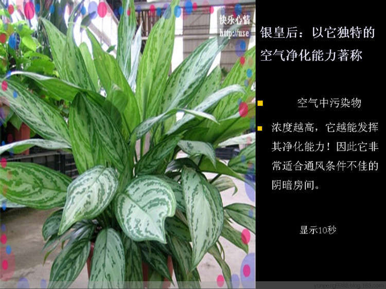 家庭养花大全