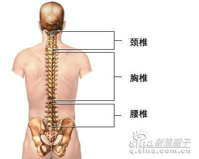 颈椎腰椎图