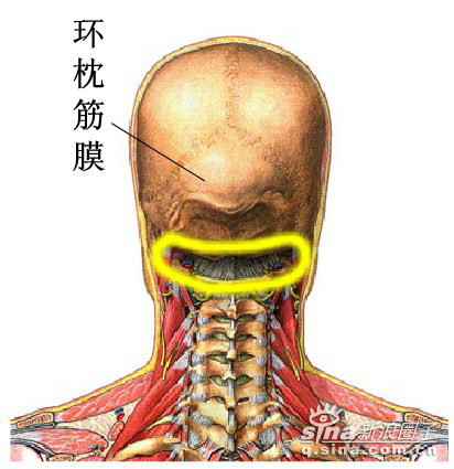 7.寰枕筋膜.6.腰椎孔.5.腰椎截面4.正常腰椎.4.颈椎.3.正常的颈椎2.