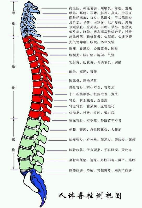 12.脊柱侧视图.11.椎体10.椎骨节.9.椎间盘剖面.9.椎间盘.8.