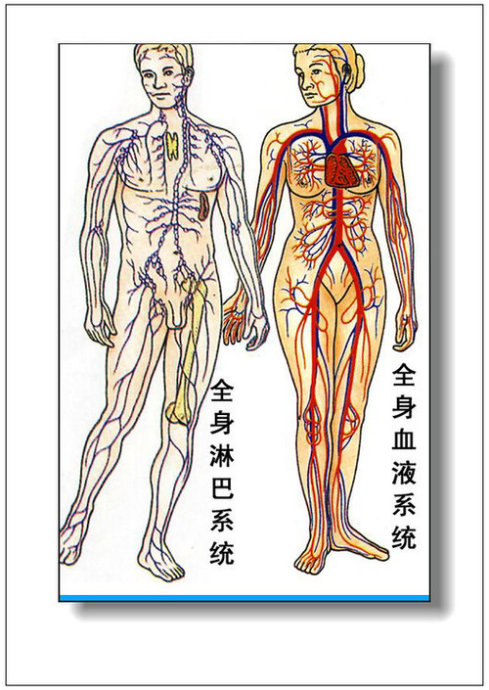 图片祥解男女人体器官及病理彩色图