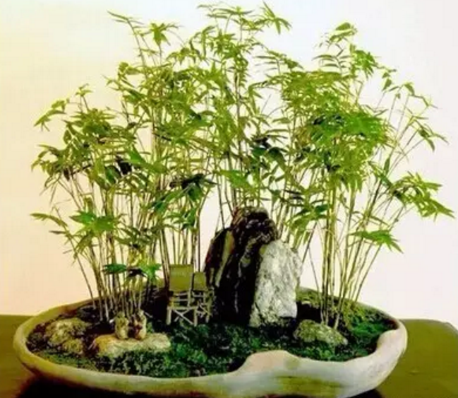 佛肚竹盆景的制作与养护技巧