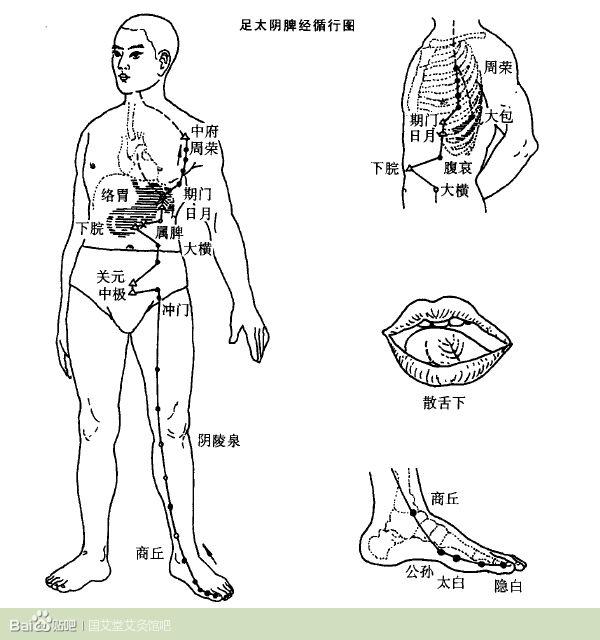 中医经络:足太阴脾经