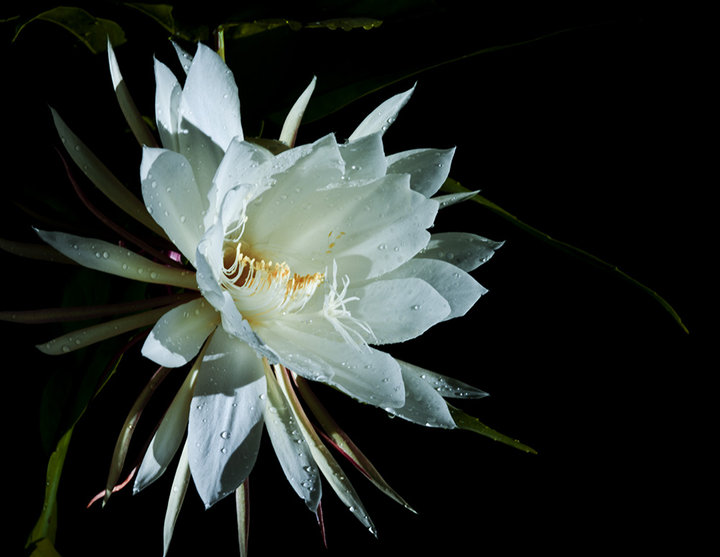 昙花的资料介绍